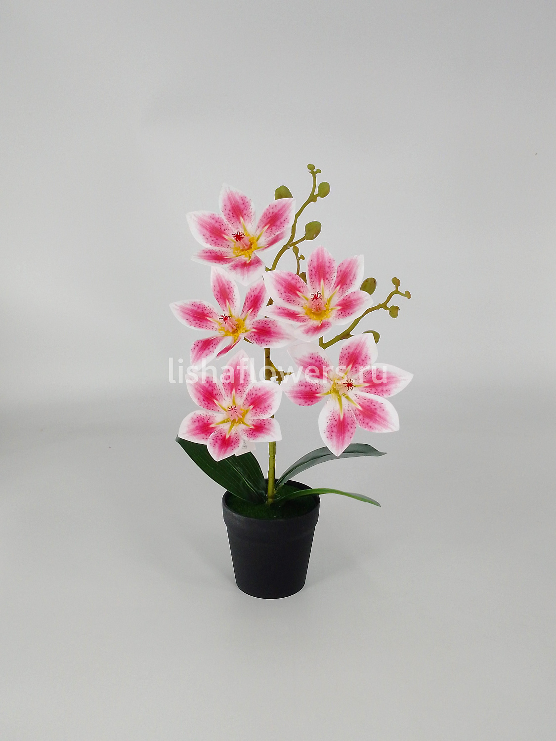 Магнолия в кашпо 5г 40см.Арт.2412-1